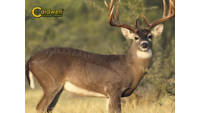 Past Natural Series Deer Target 1 [234-412]